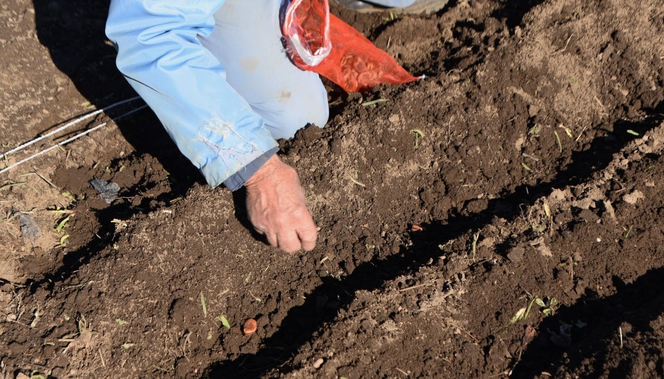 Quand Et Comment Semer Les Fèves Guide Complet Au Potager — free download
