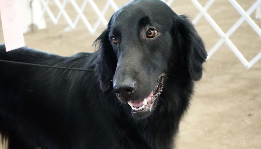 Flat-Coated Retriever pix