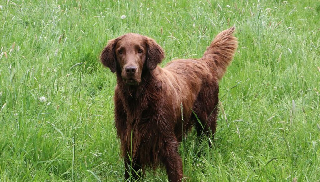 Flat-Coated Retriever Marron