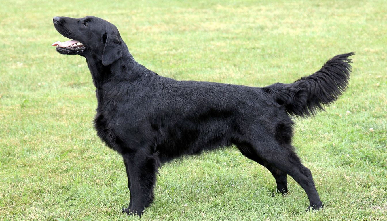 Flat-Coated Retriever : un chien joyeux et joueur