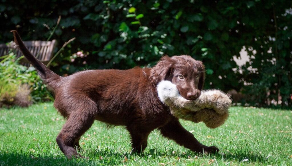 Flat-Coated Retriever Chiot
