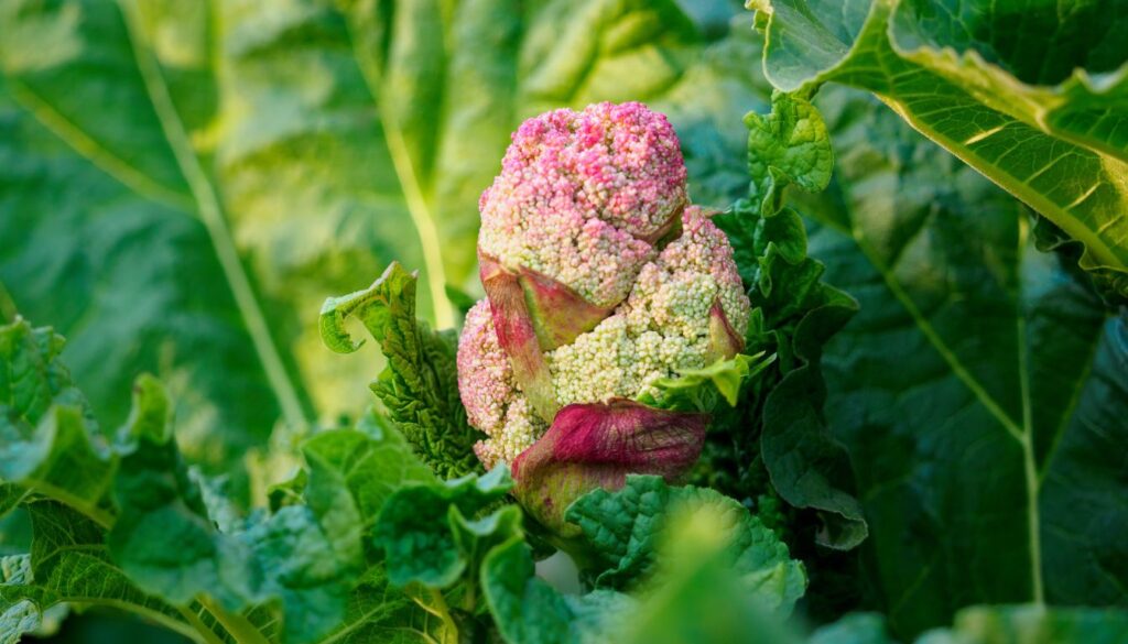 faut il couper les fleurs de rhubarbe