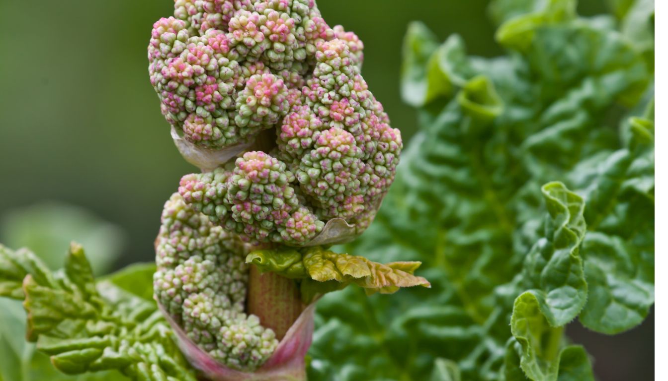 faut il couper les fleurs de la rhubarbe