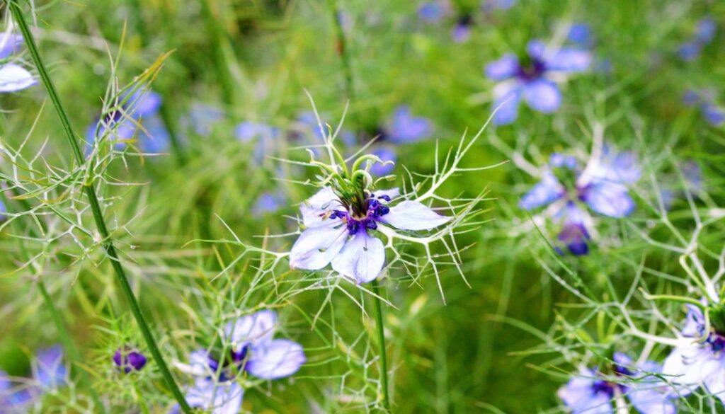 Floraison de la nigelle