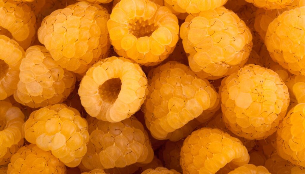 Framboise jaune : belle et savoureuse