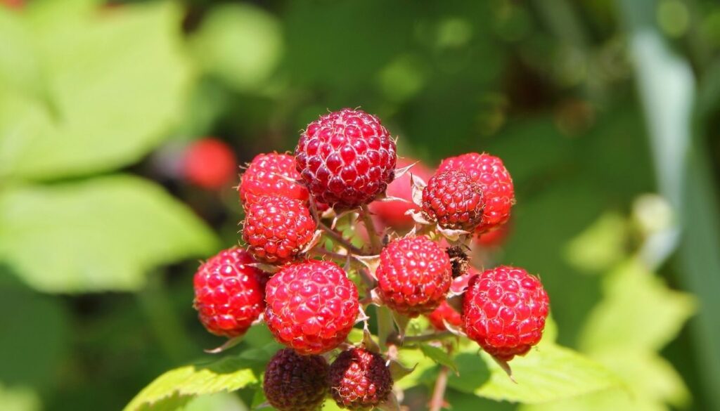 Framboise sauvage