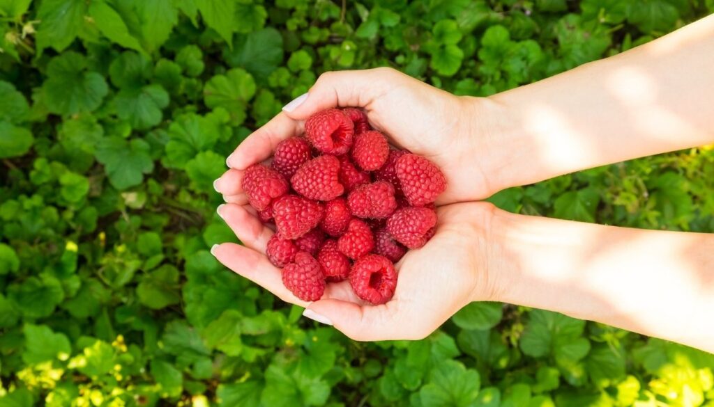 Framboises fraîches