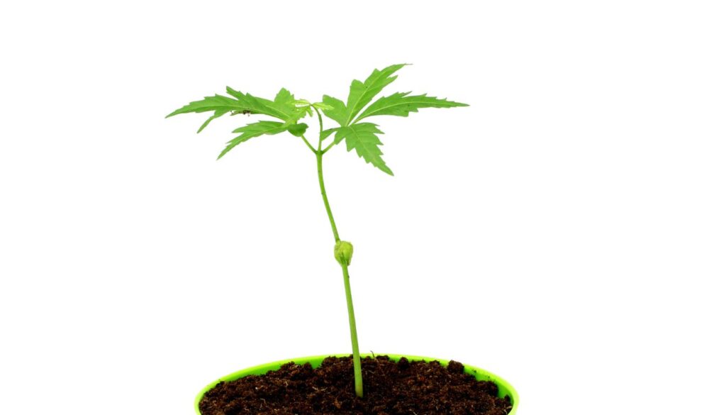 Comment planter un framboisier en pot