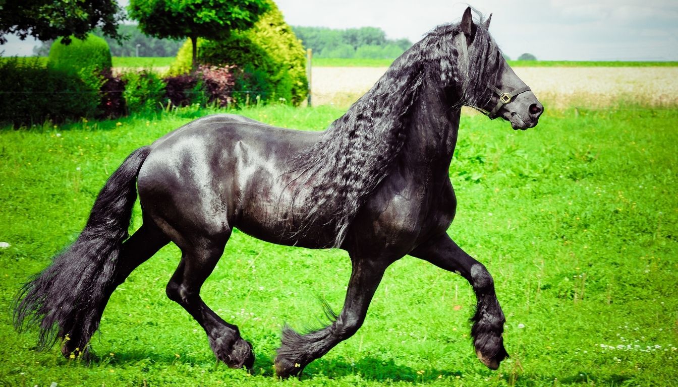 Frison