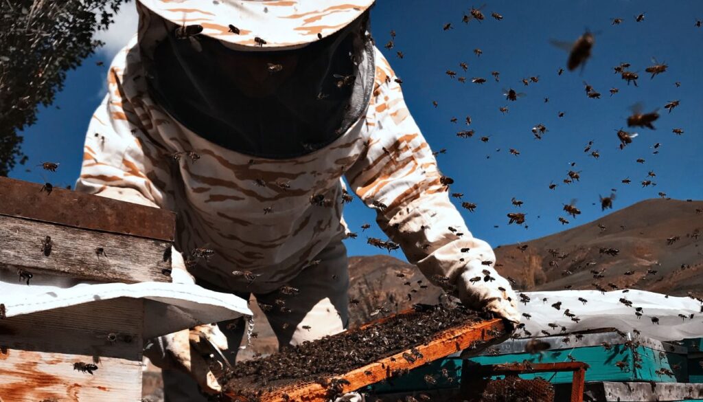 L'abeille noire en apiculture