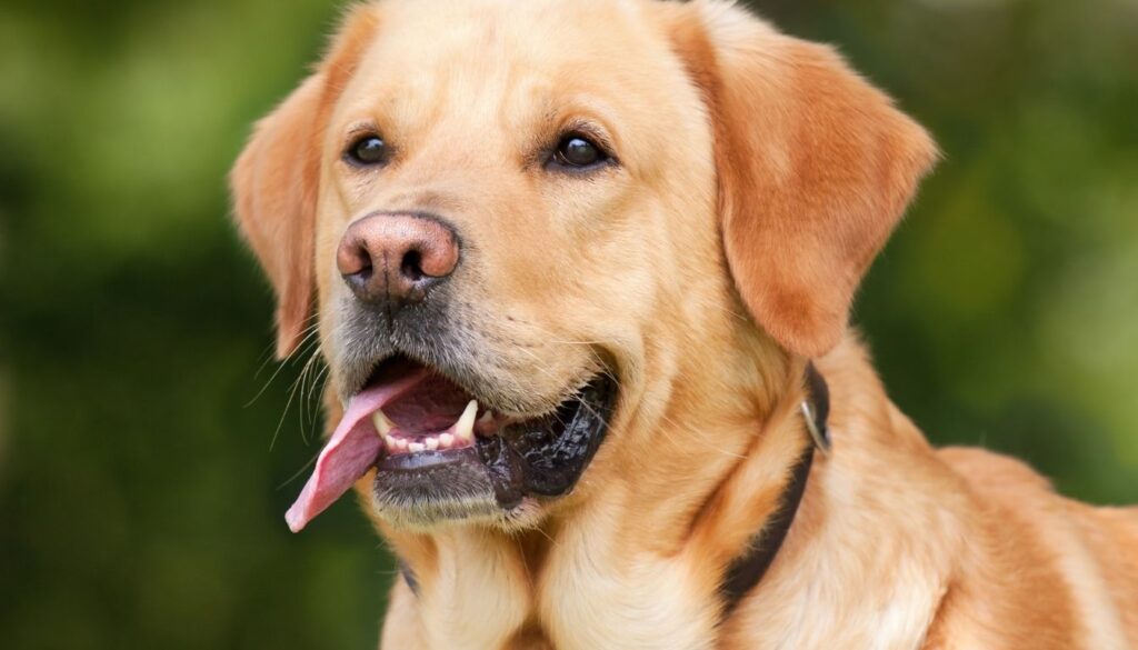 Golden Labrador Golden Retriever