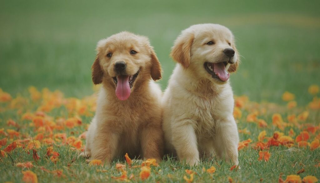 Golden Labrador Retriever Chiot