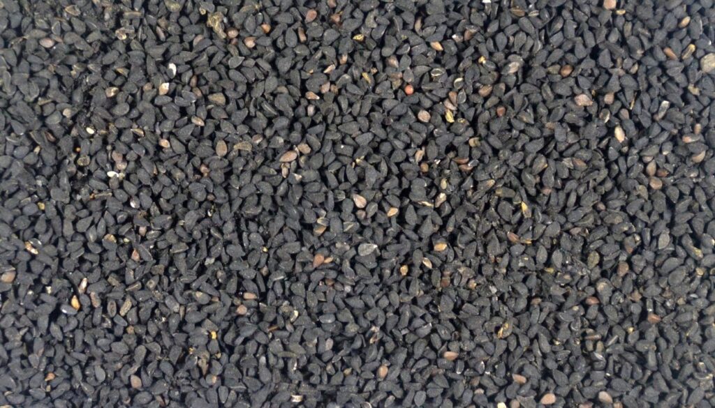 Graine de Nigelle