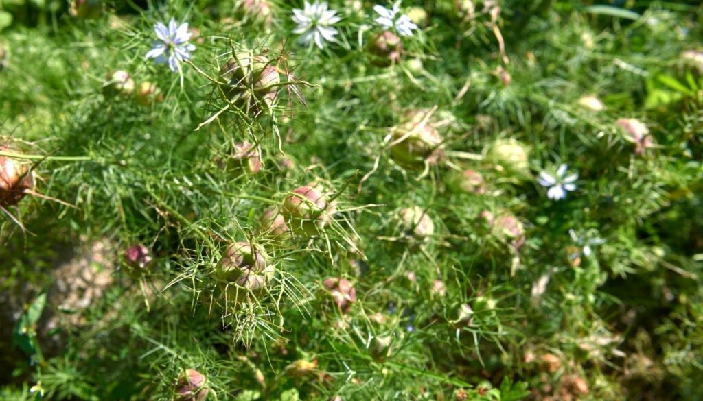 Capsules contenant les Graines de Nigelle