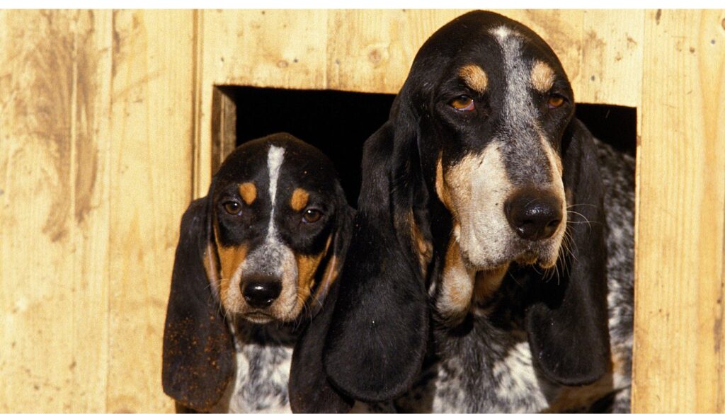 Grand Bleu de Gascogne Chiot