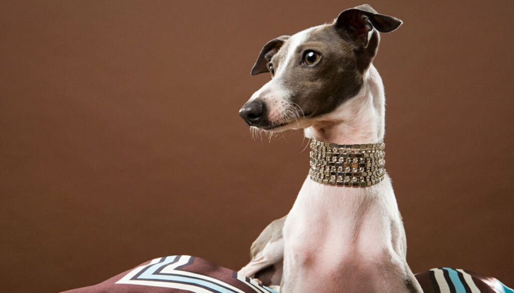 Lévrier Greyhound Chiot