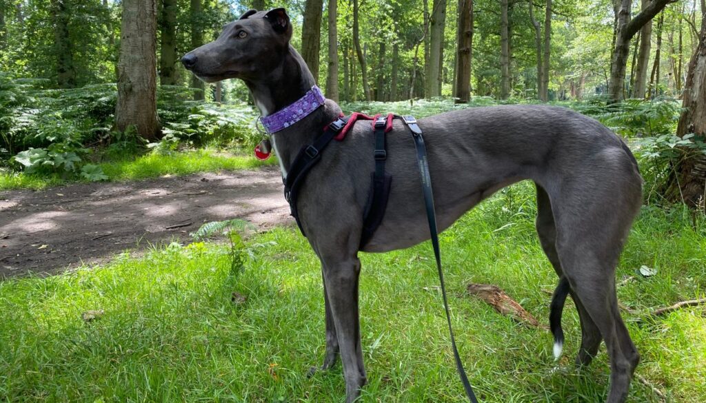 Lévrier Greyhound prix