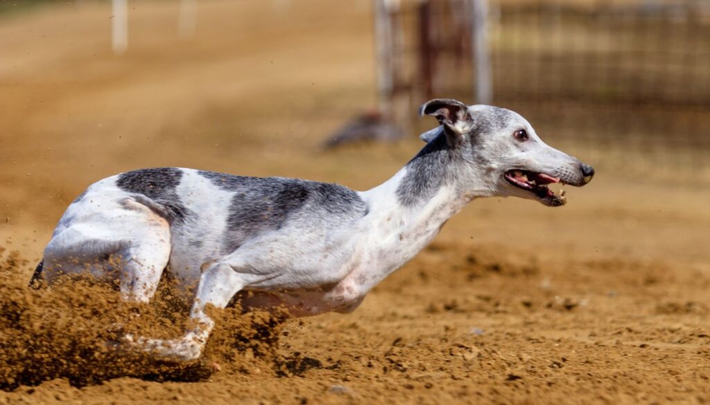 Lévrier Greyhound 