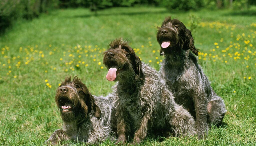 Chiens ​Griffon Korthal
