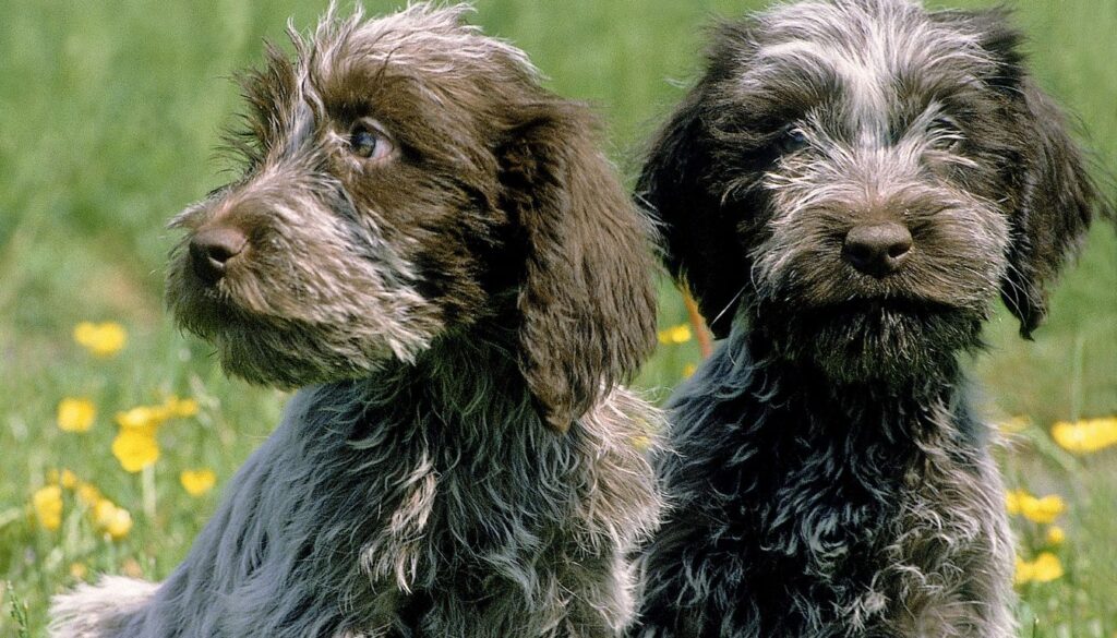 Griffon Korthal Chiot