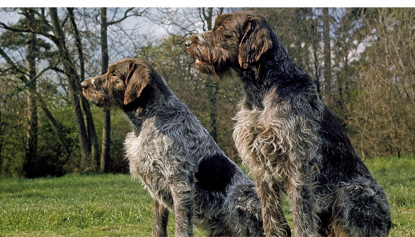 Griffon Korthals : un chien robuste, dynamique et loyal