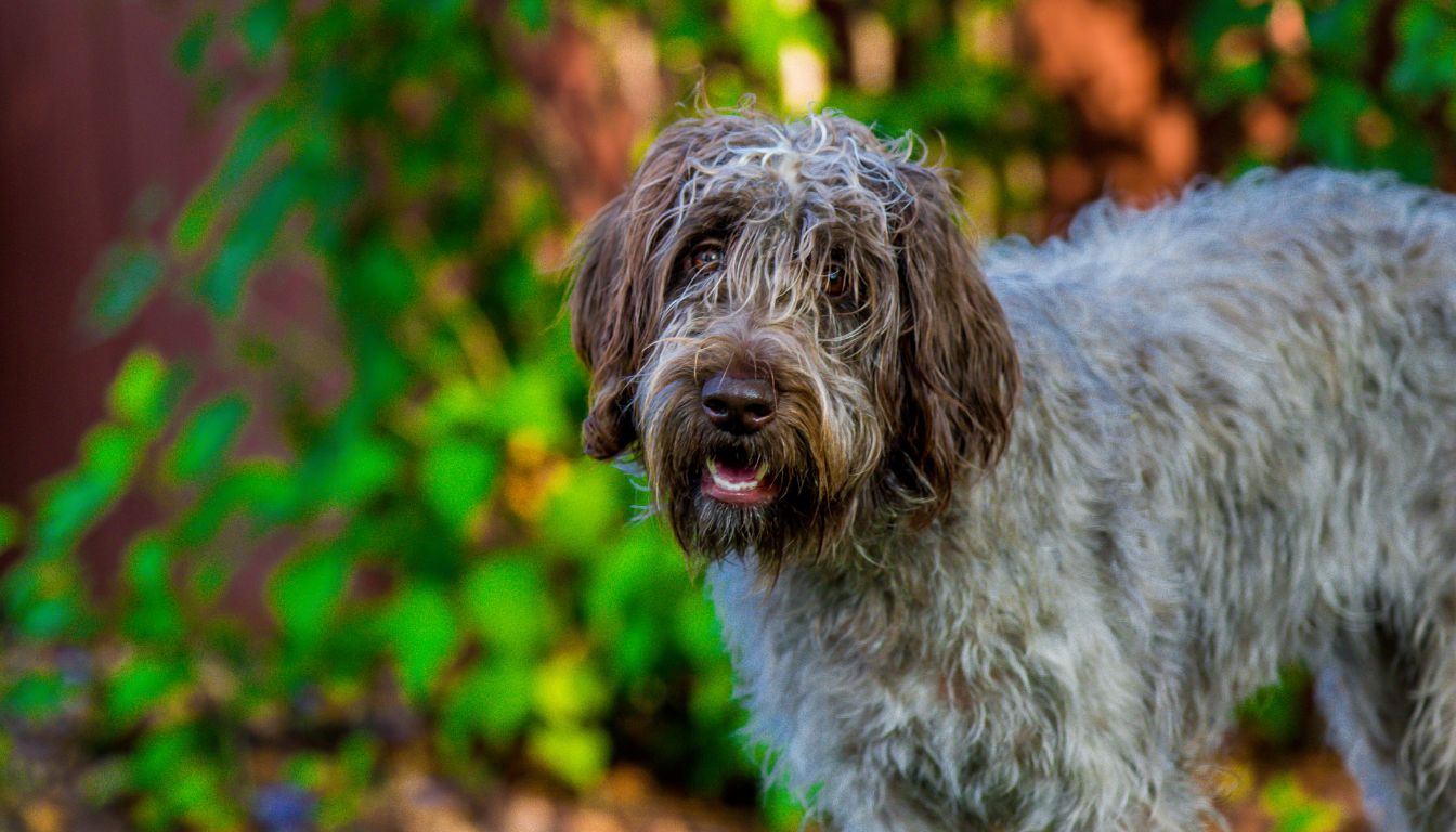 Griffon Nivernais : un chien charismatique au flair étonnant
