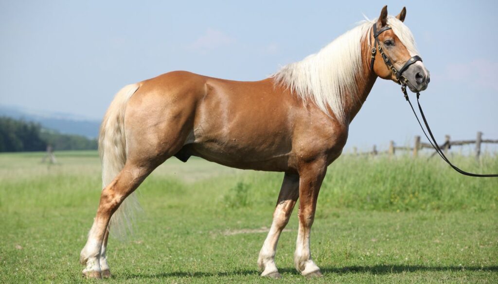 Haflinger Caractéristiques
