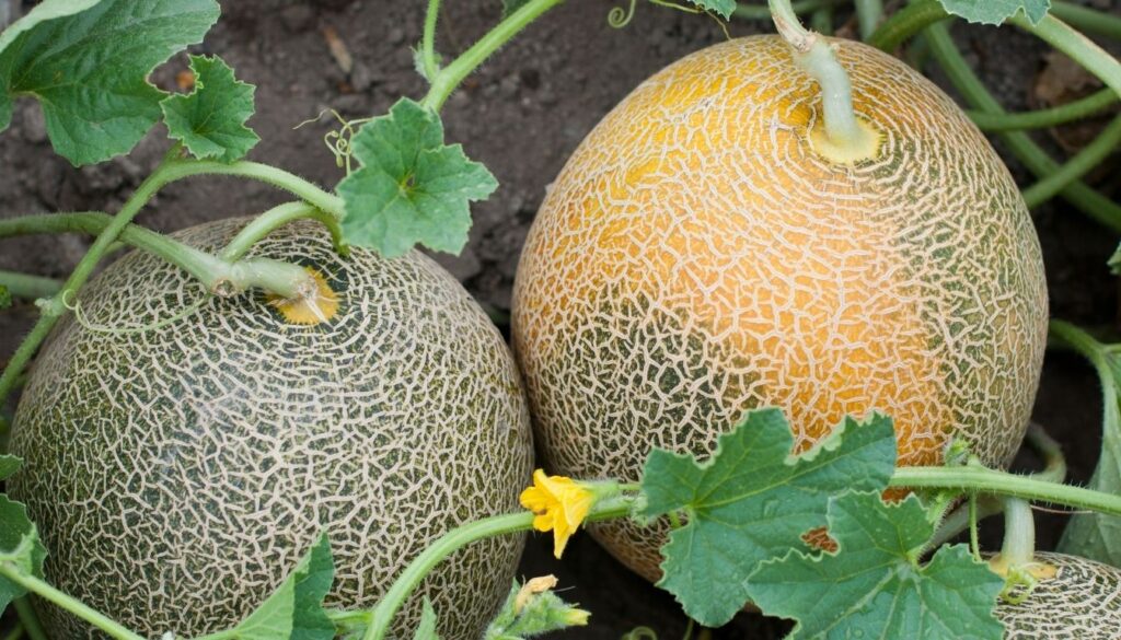 histoire du melon Histoire du Melon