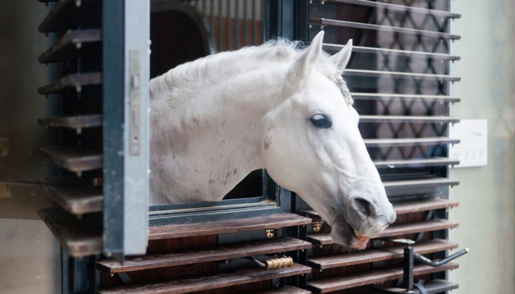 Horse breed lipizzaner