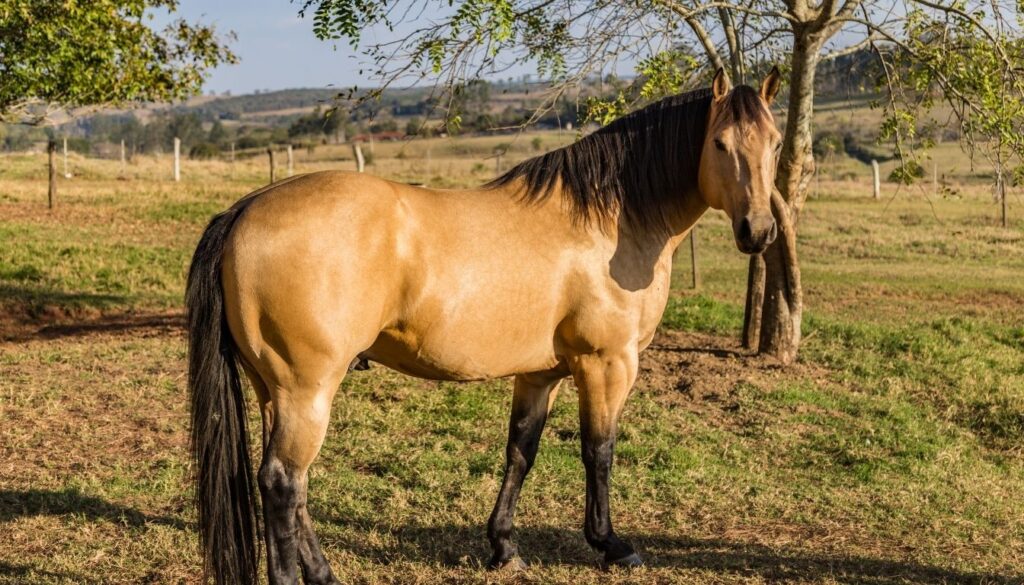 Cheval quarter horse