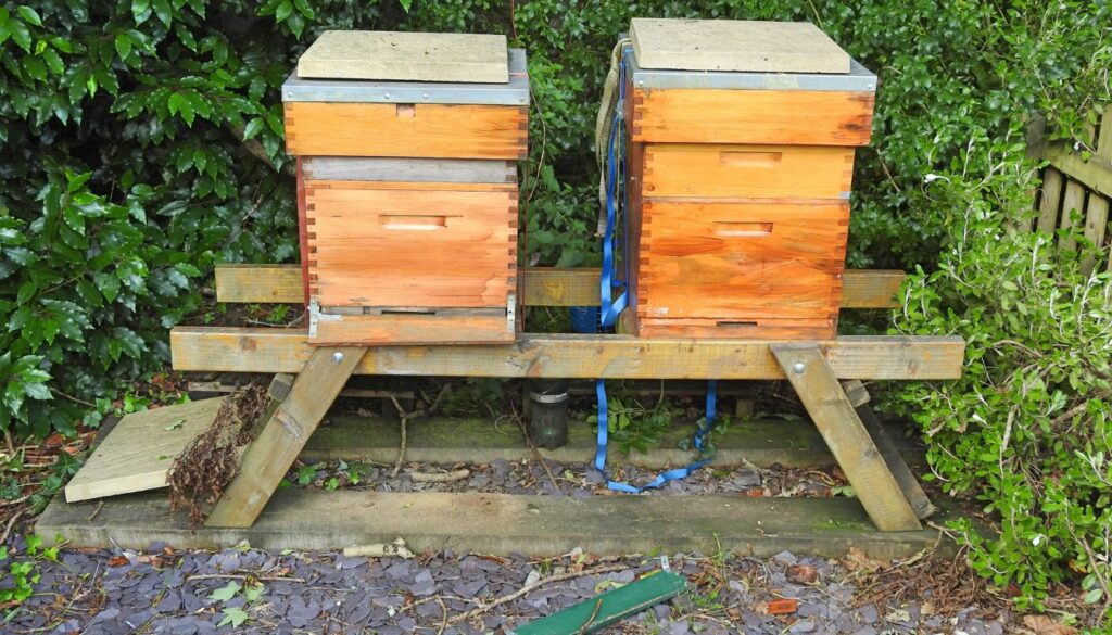 apiculture : types de ruches