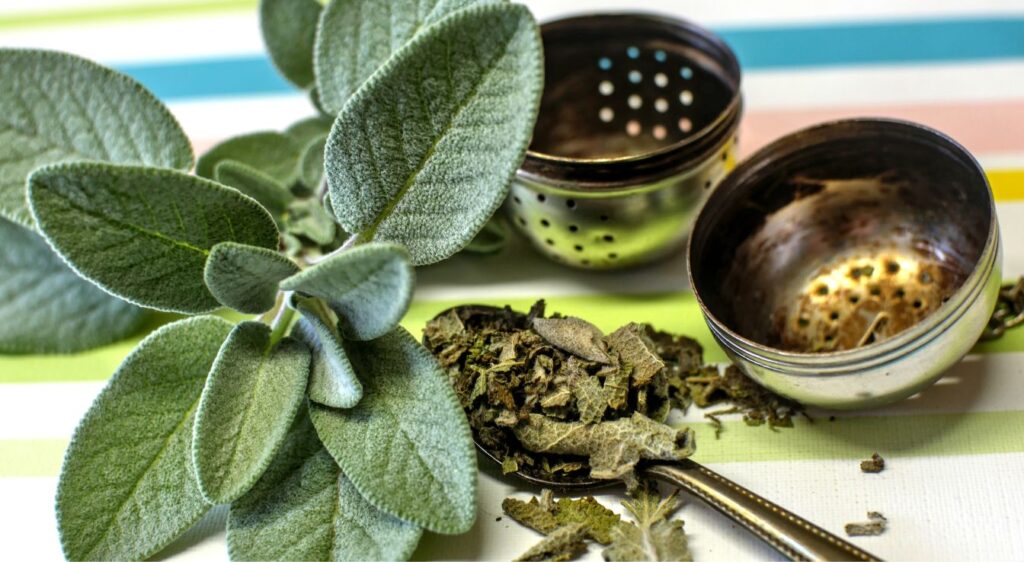 Préparer une infusion de sauge