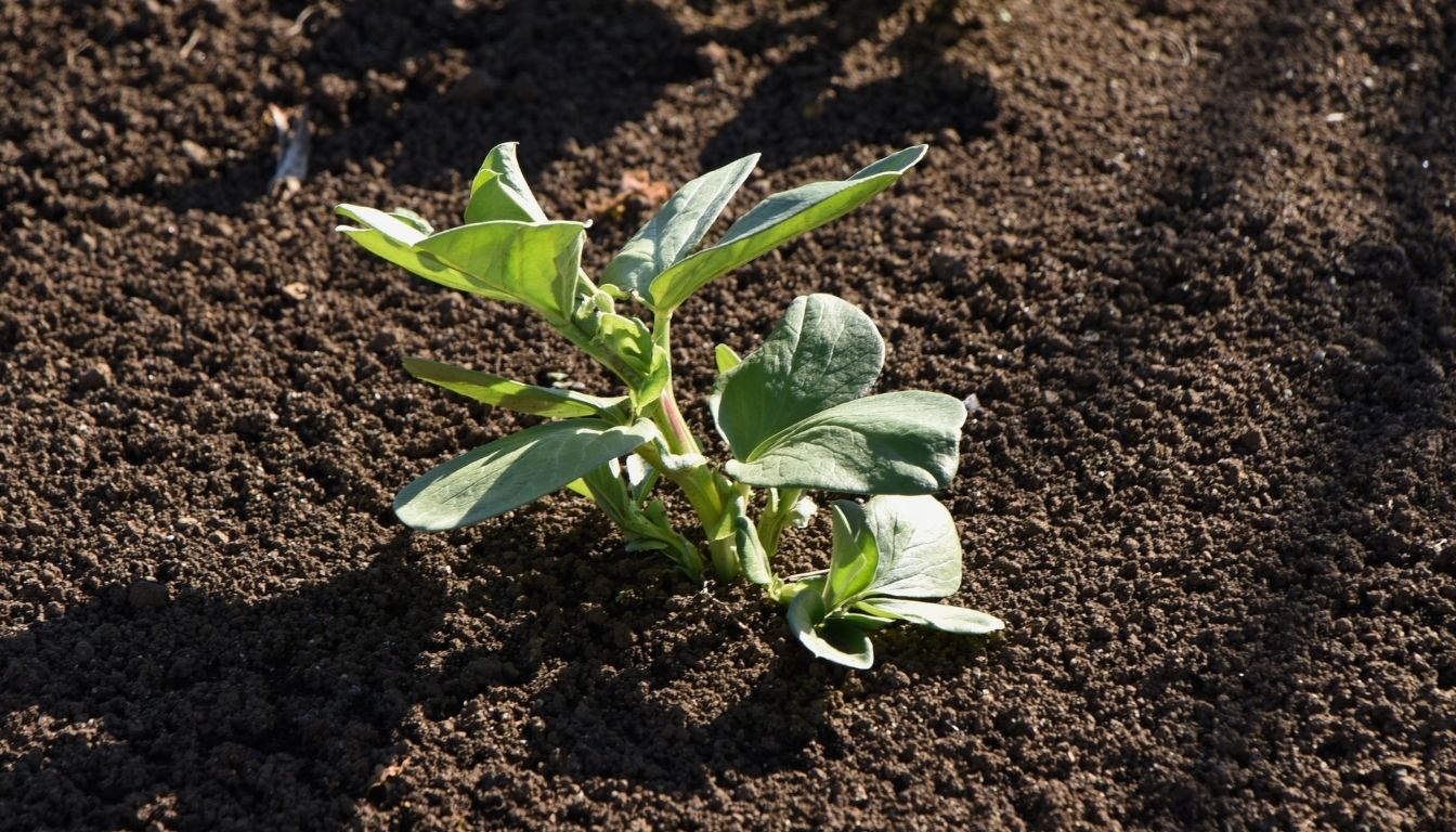 Quand Et Comment Semer Les Fèves Guide Complet Au Potager — free download