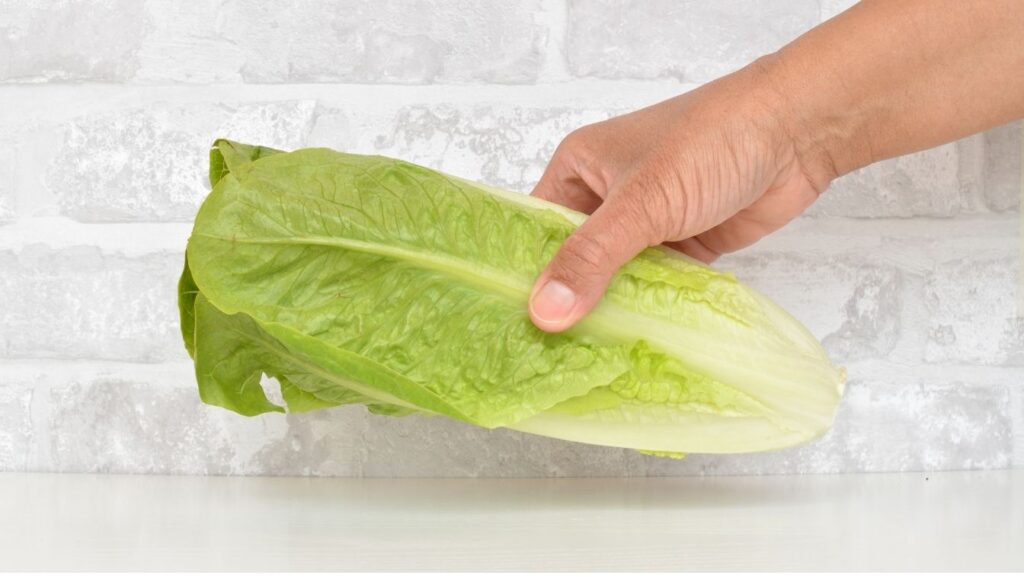 La laitue romaine