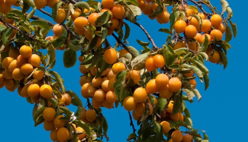 Mirabelle arbre