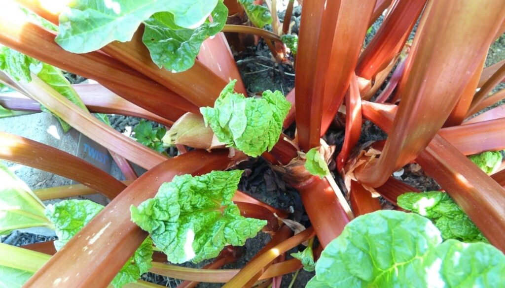 Variétés de rhubarbe