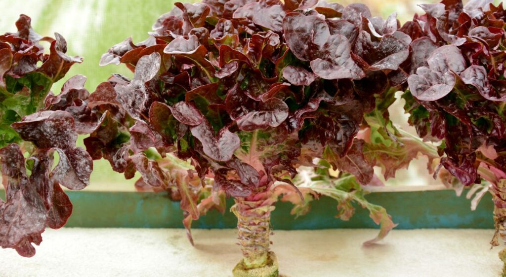 Laitue feuille de chêne rouge