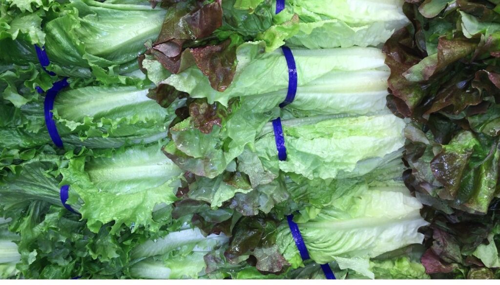 Laitue romaine