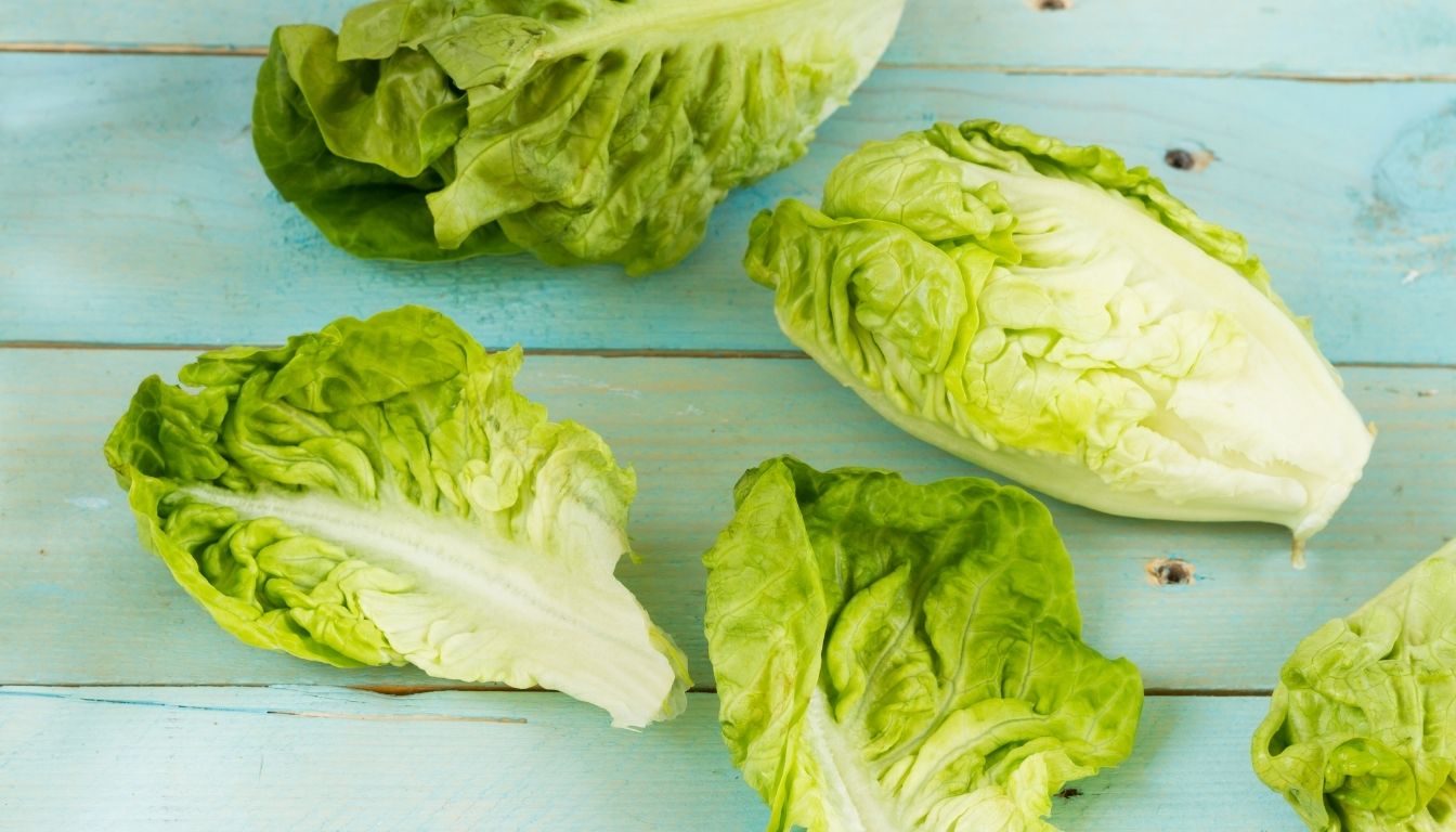 Laitue Romaine