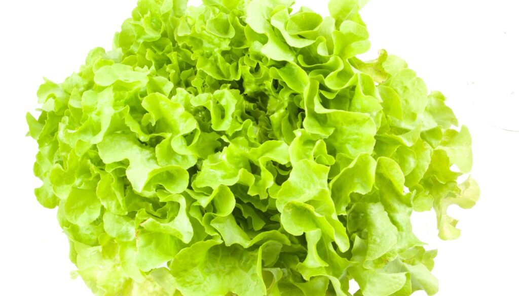laitue feuille de chêne