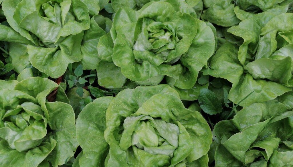 Laitue pommée salade