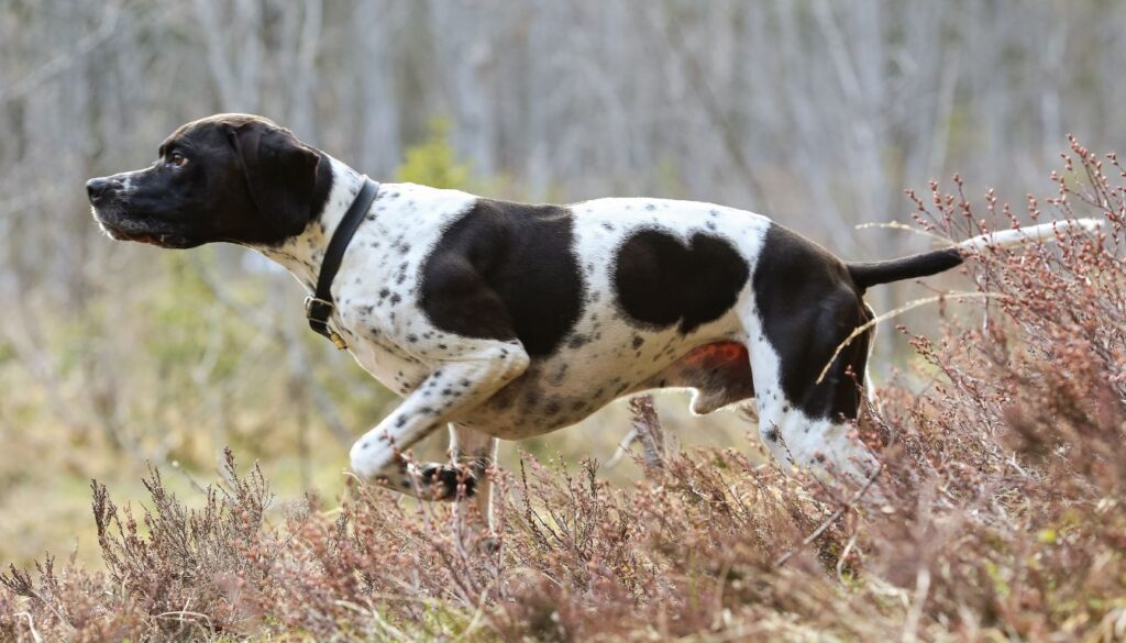 Chien pointer noir et blanc