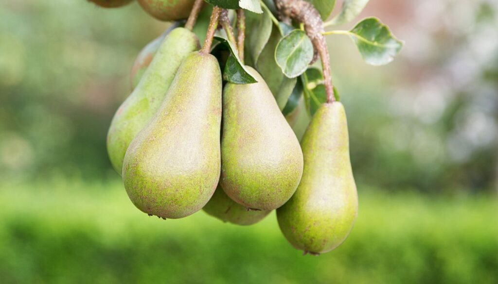 Poire Comice ou Conférence