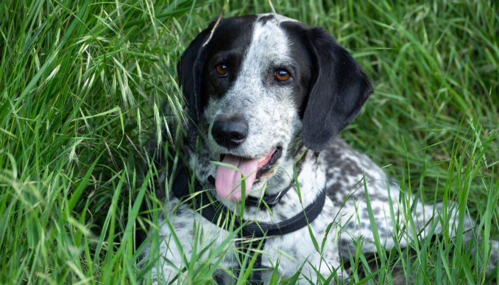 Chien pointer prix