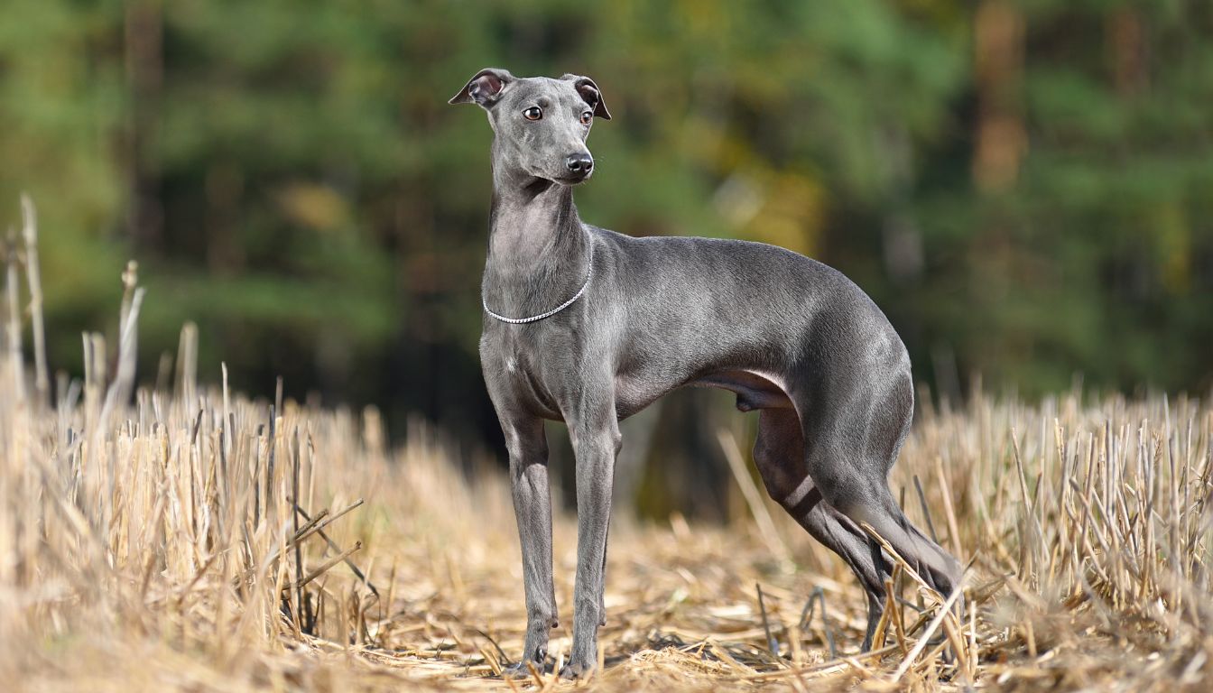 Lévrier Greyhound