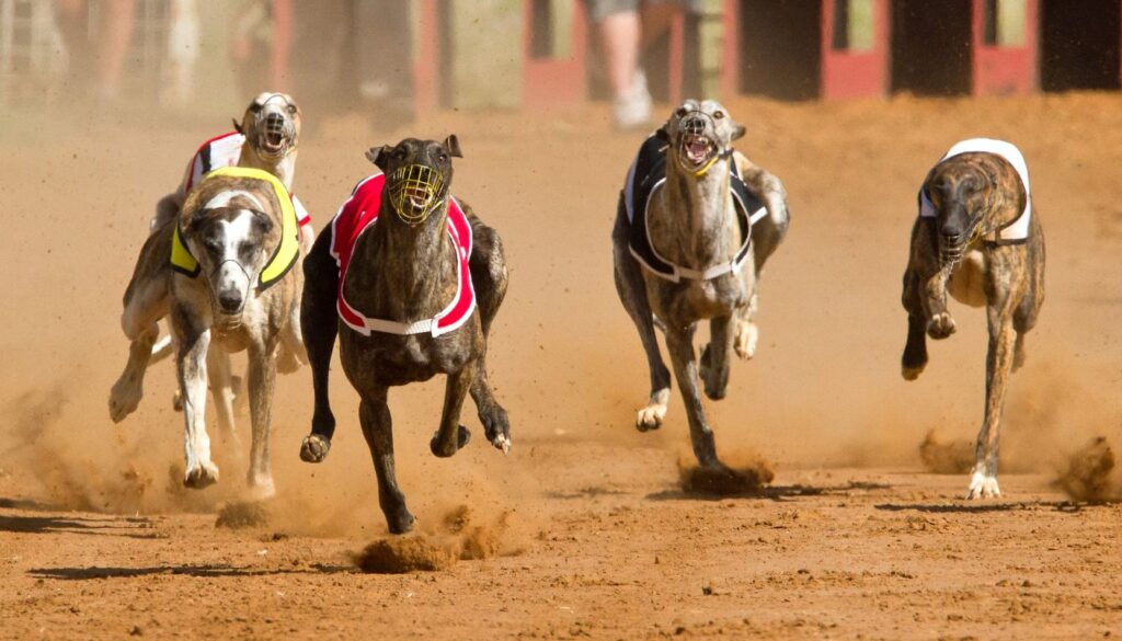 Levriers Greyhound vitesse