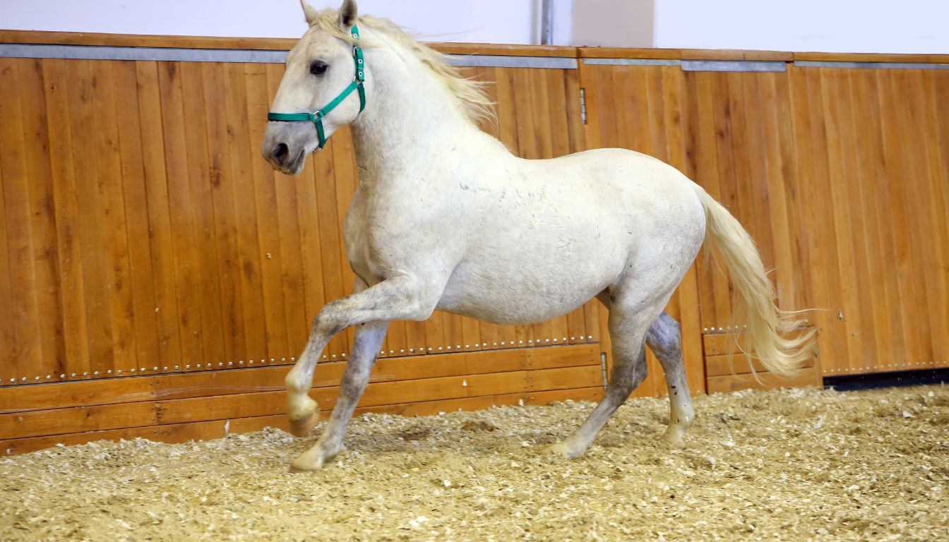 Lipizzan