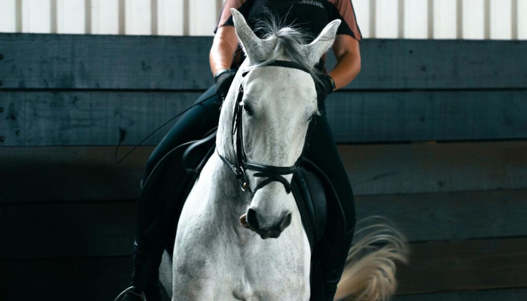 Cheval lipizzan