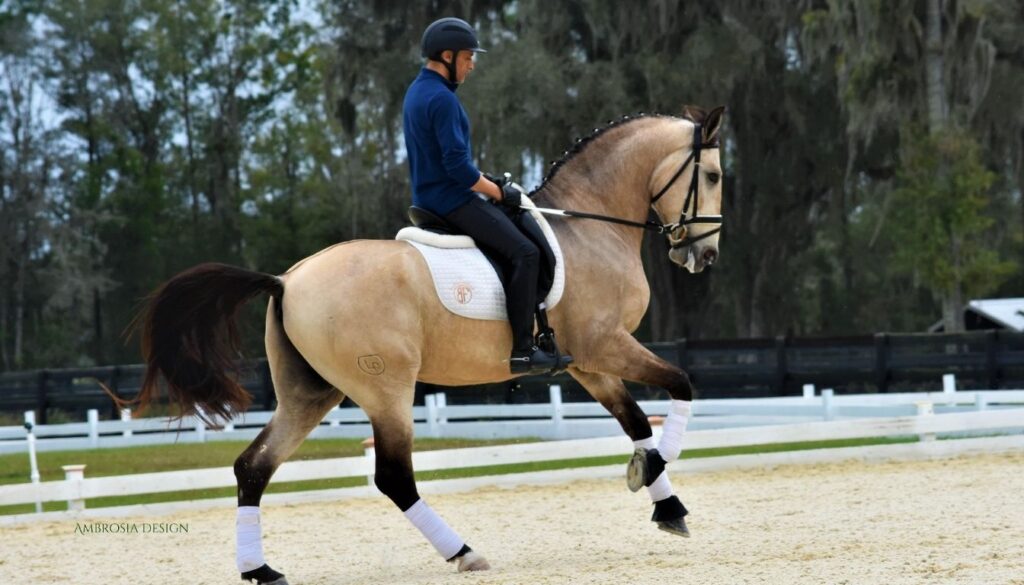 Lusitanien Cheval