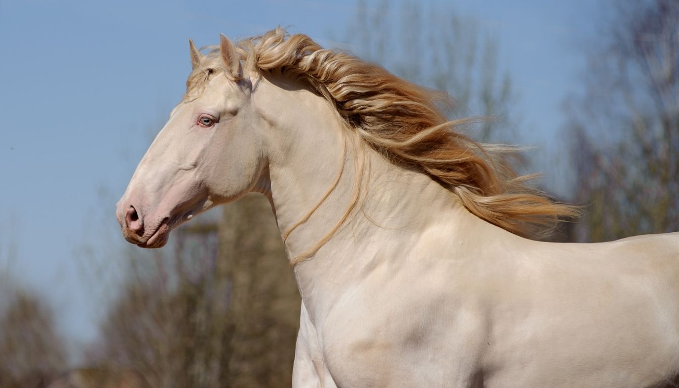 Cheval Lusitanien